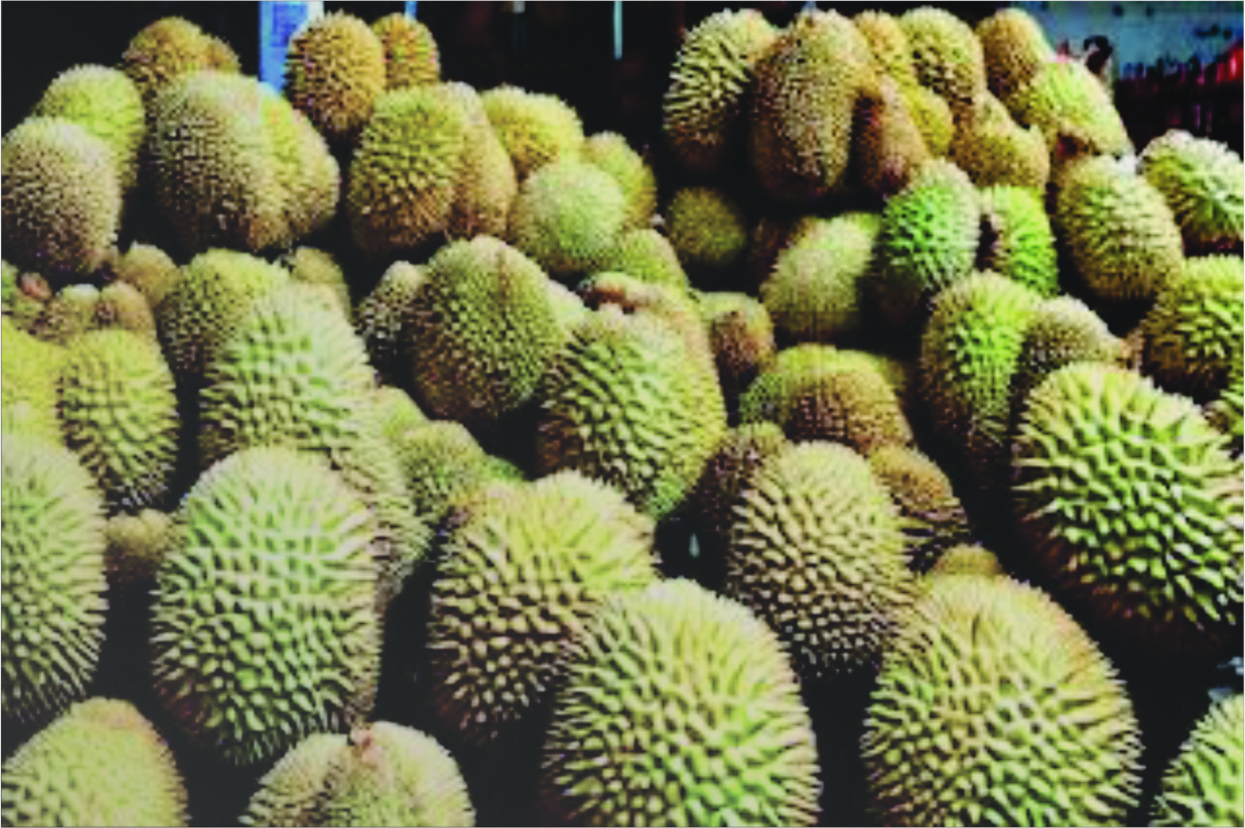 manfaat kulit durian